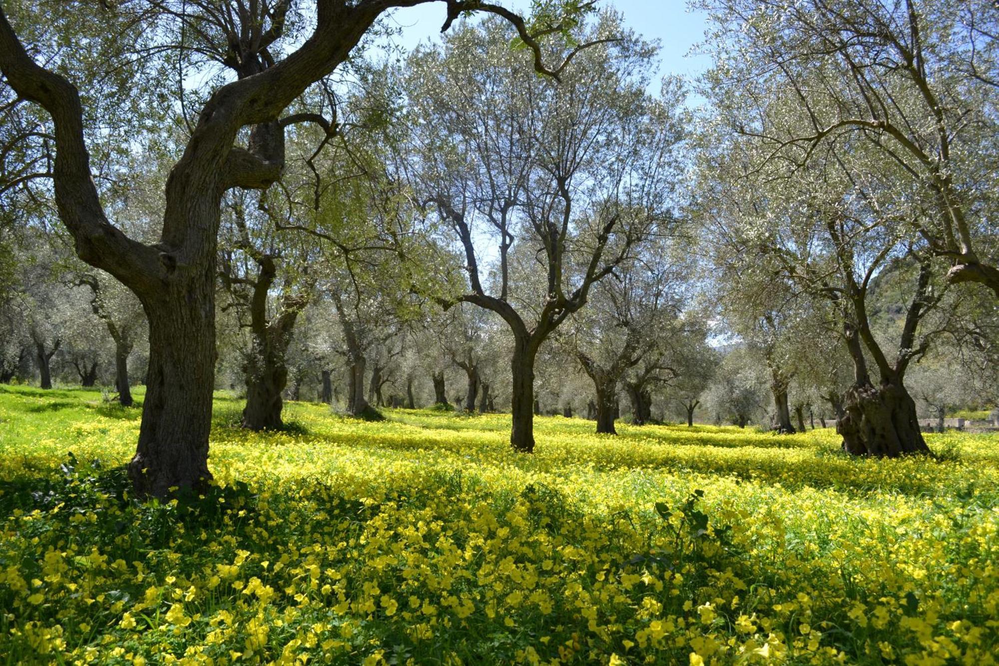 Agriturismo Malena Amica Екстериор снимка